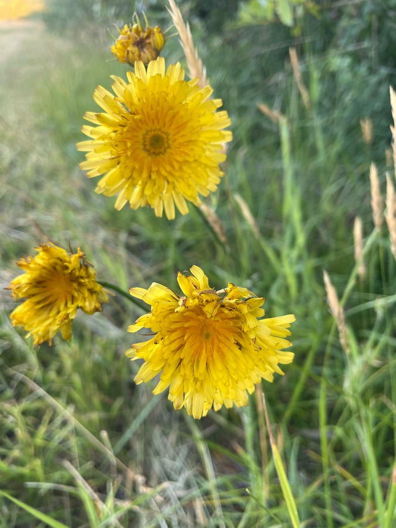Microseris laciniata subsp. laciniata photo 6