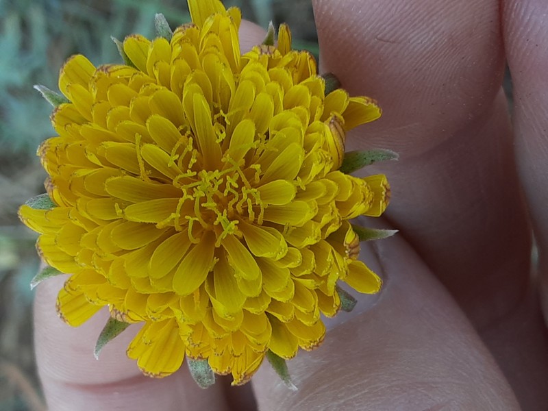 Microseris laciniata subsp. laciniata photo 8