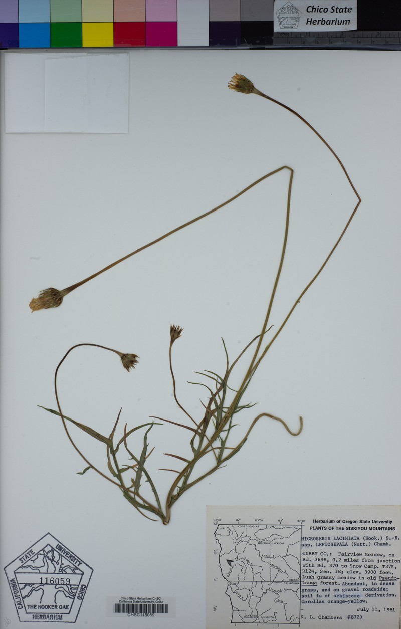 Microseris laciniata subsp. leptosepala photo 2
