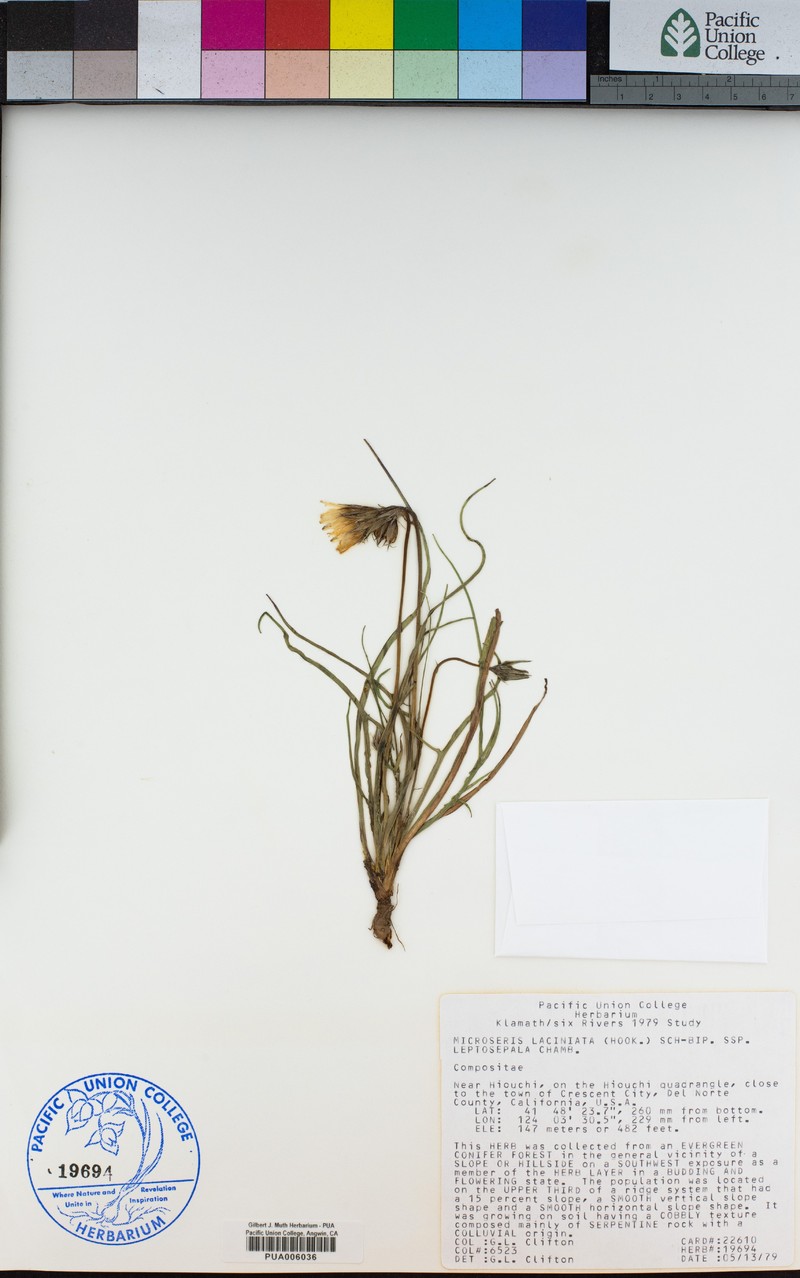 Microseris laciniata subsp. leptosepala photo 3
