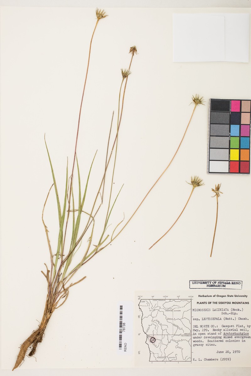 Microseris laciniata subsp. leptosepala photo 4