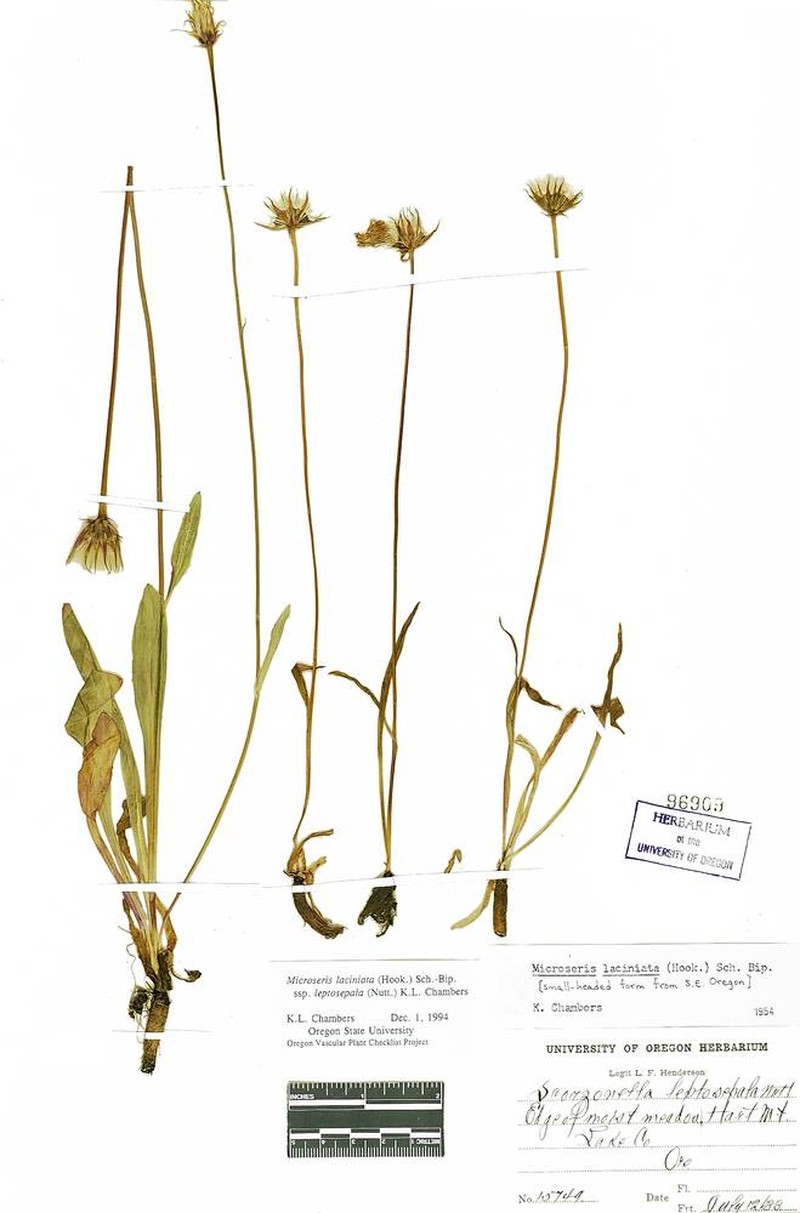 Microseris laciniata subsp. leptosepala photo 5
