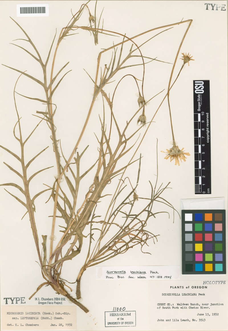 Microseris laciniata subsp. leptosepala photo 6