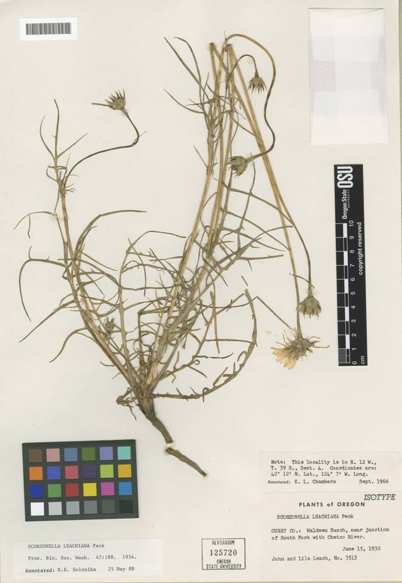 Microseris laciniata subsp. leptosepala photo 7