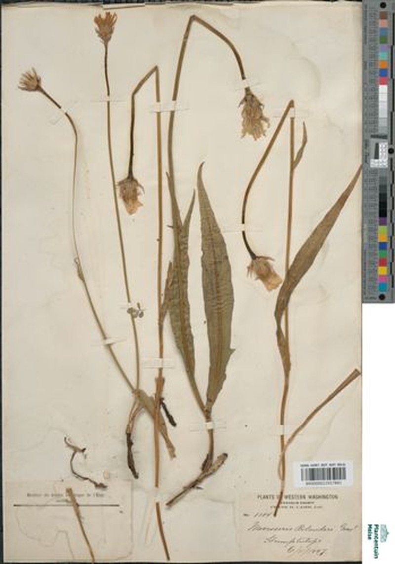 Microseris laciniata subsp. leptosepala photo 8