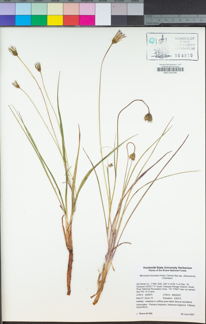 Microseris laciniata subsp. siskiyouensis