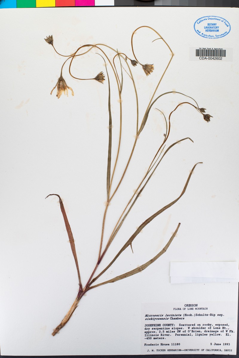 Microseris laciniata subsp. siskiyouensis photo 2