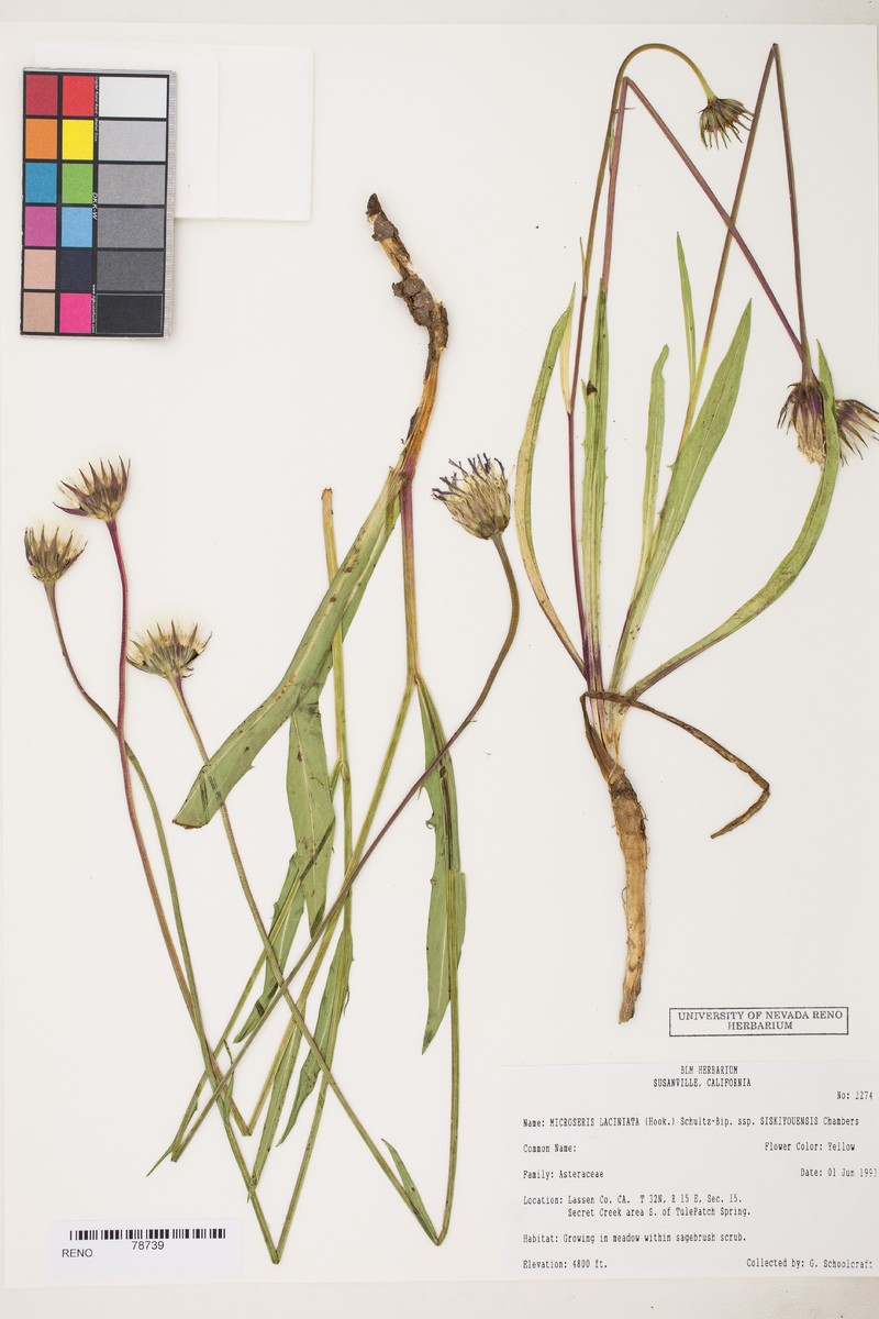 Microseris laciniata subsp. siskiyouensis photo 3