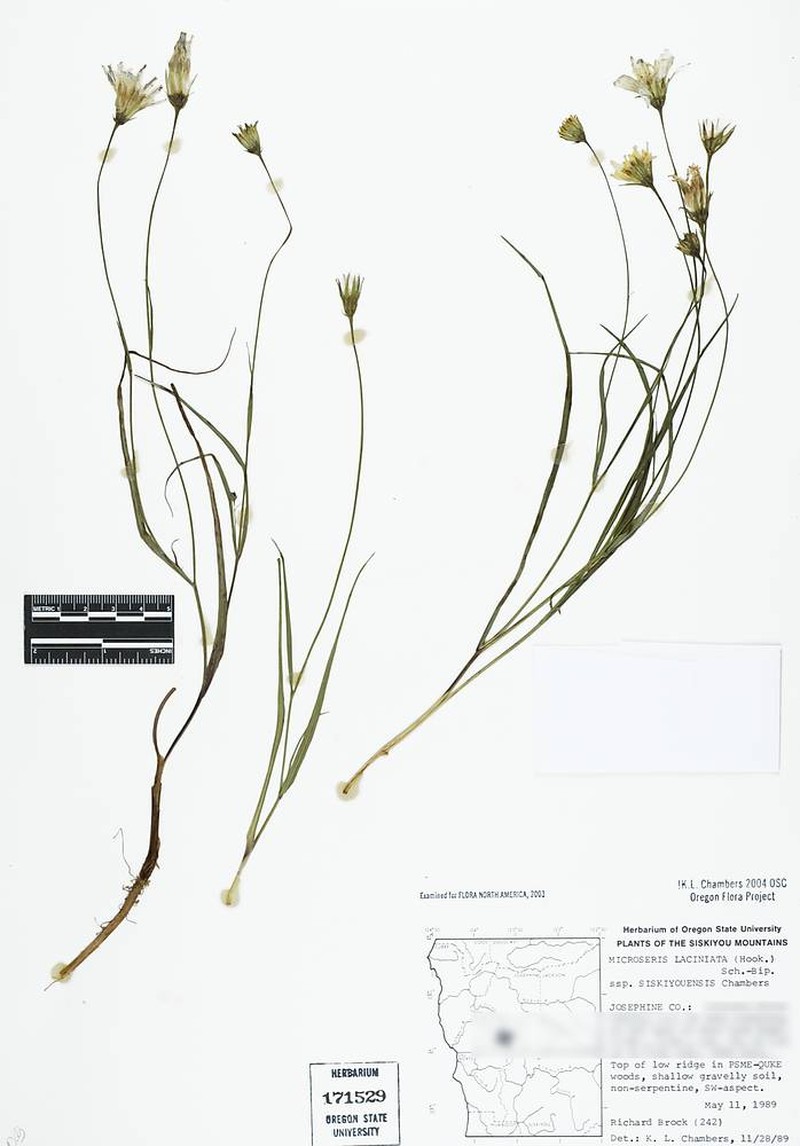 Microseris laciniata subsp. siskiyouensis photo 4