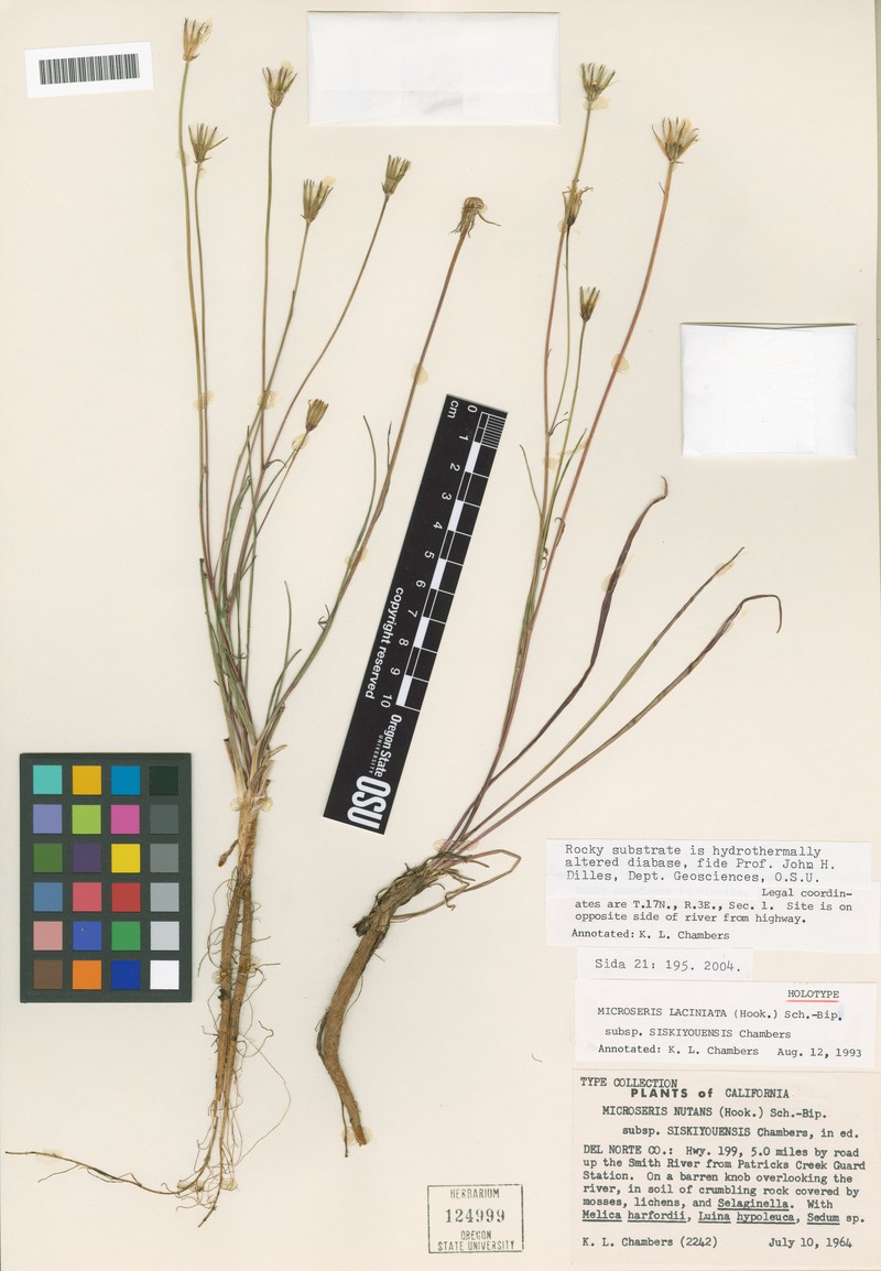 Microseris laciniata subsp. siskiyouensis photo 5