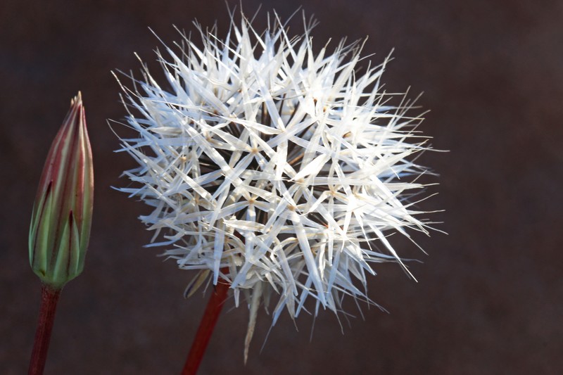 Lindley's Silverpuffs photo 2