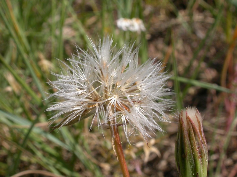 Nodding Microseris photo 5