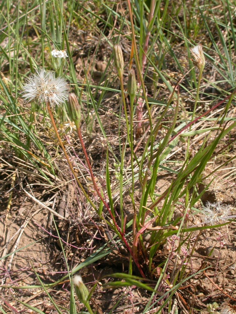 Nodding Microseris photo 6