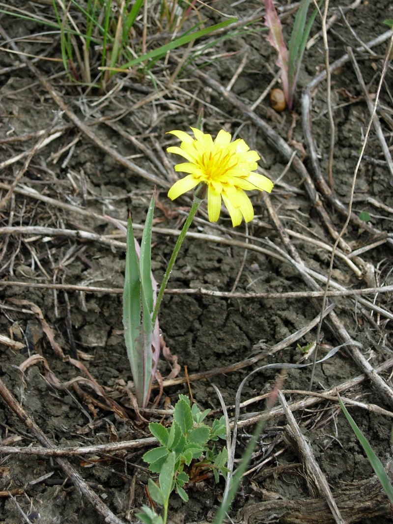 Nodding Microseris photo 7