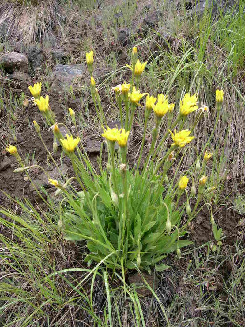 Nodding Microseris photo 2