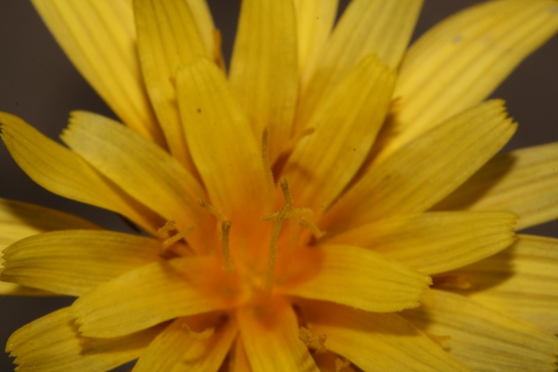 Nodding Microseris photo 3