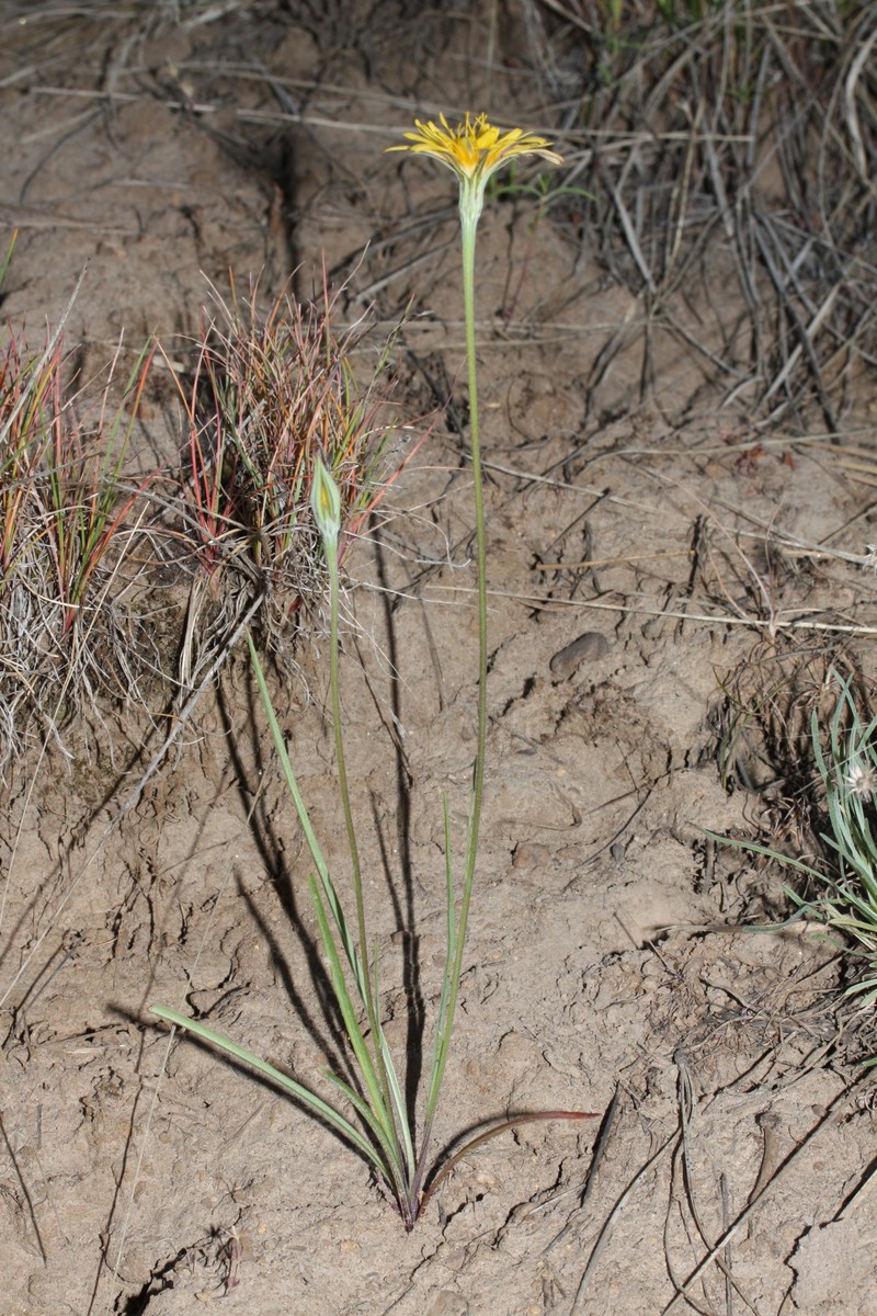 Nodding Microseris photo 4