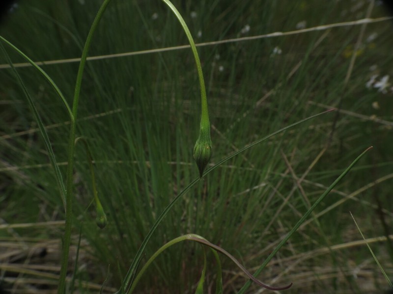 Nodding Microseris photo 2