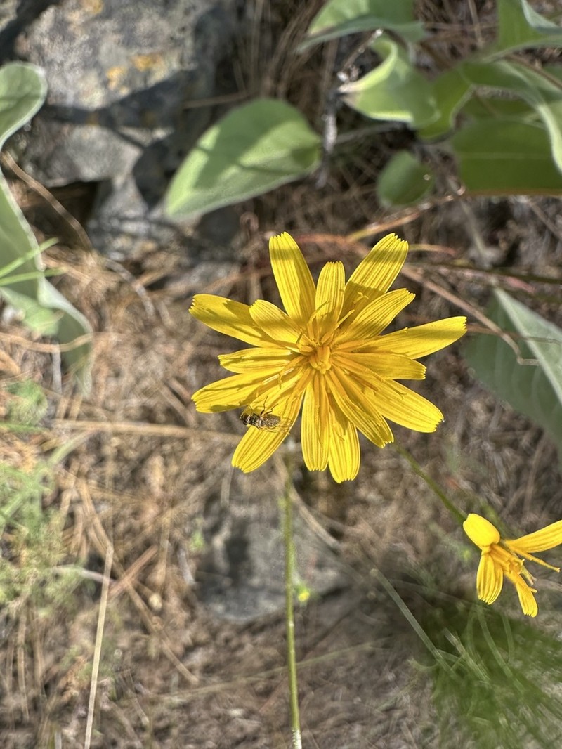 Nodding Microseris photo 3