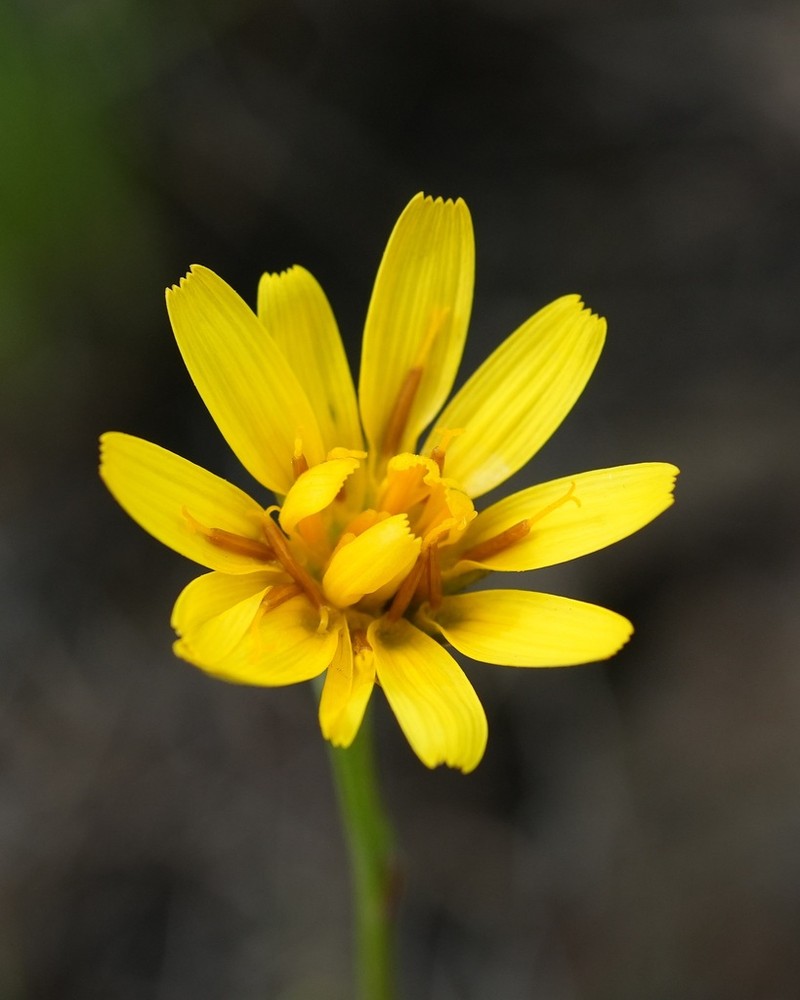 Nodding Microseris photo 4