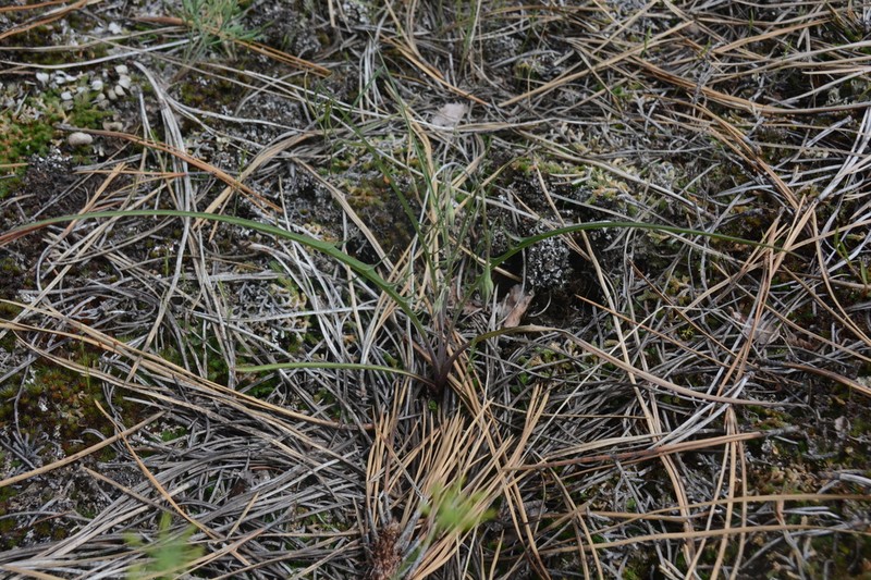 Nodding Microseris photo 5