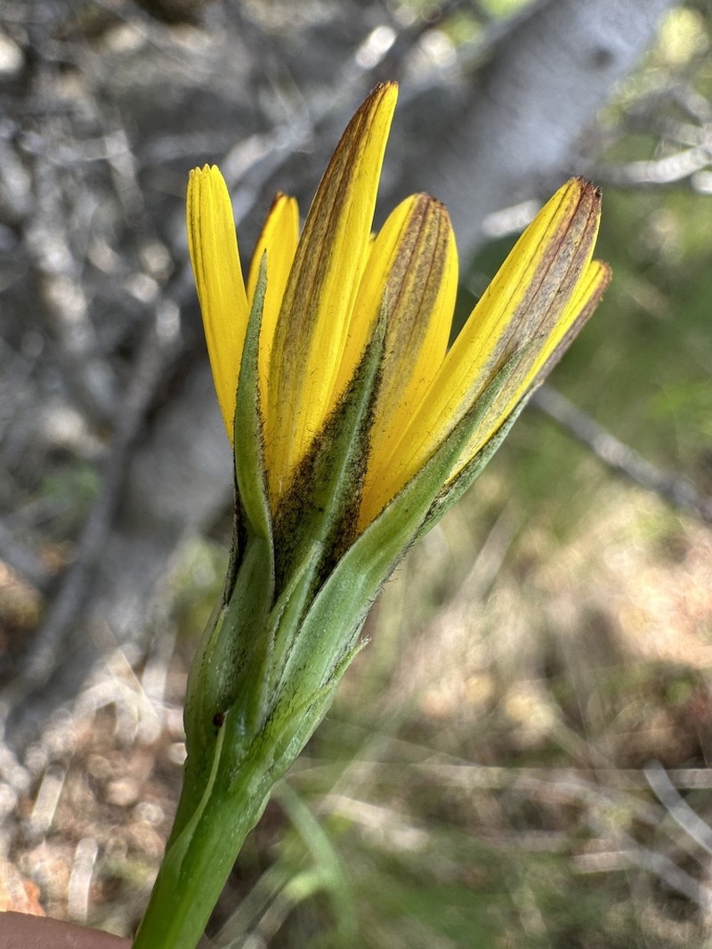 Nodding Microseris photo 6