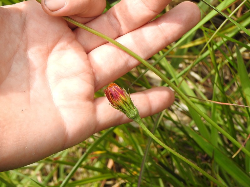 Marsh Silverpuffs photo 2