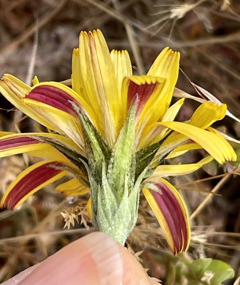 Marsh Silverpuffs photo 3