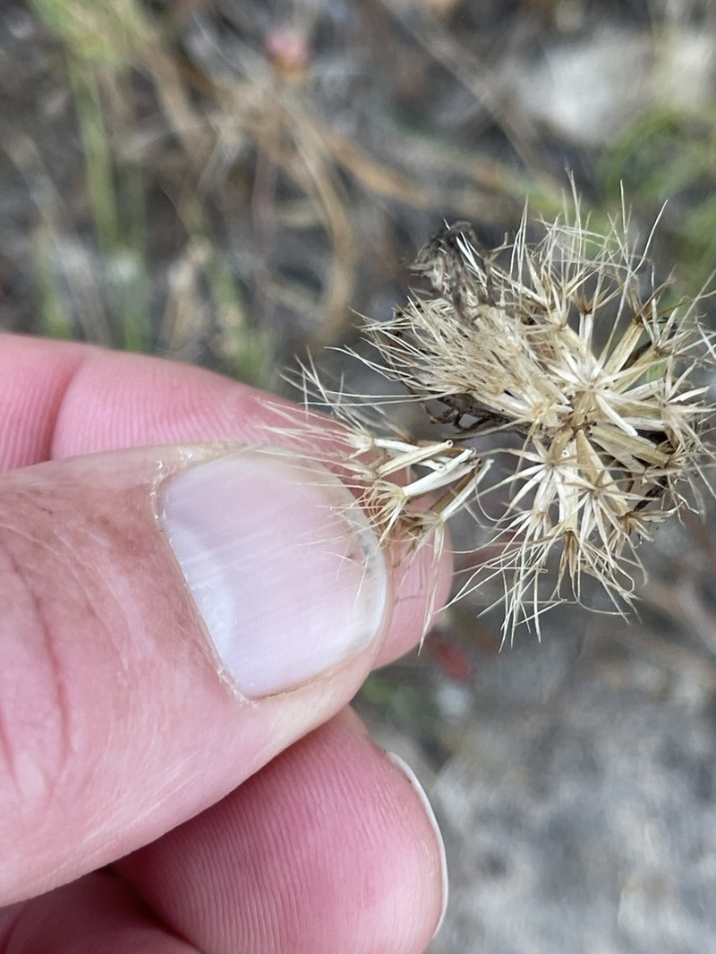 Marsh Silverpuffs photo 4