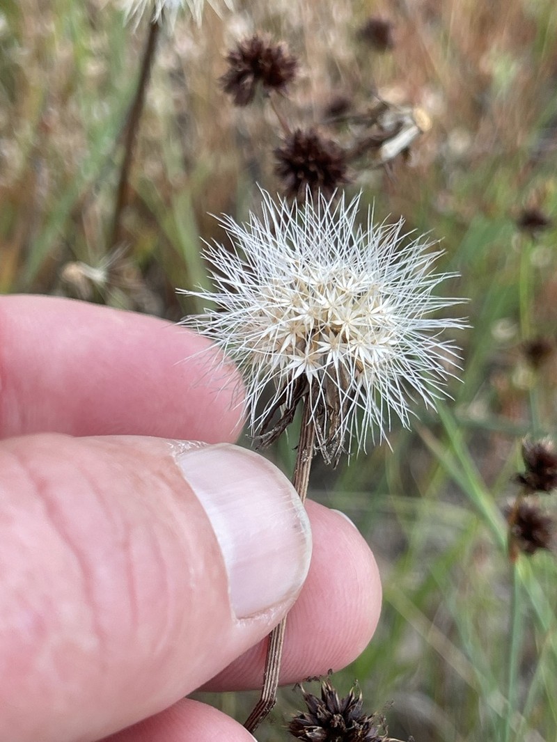 Marsh Silverpuffs photo 5