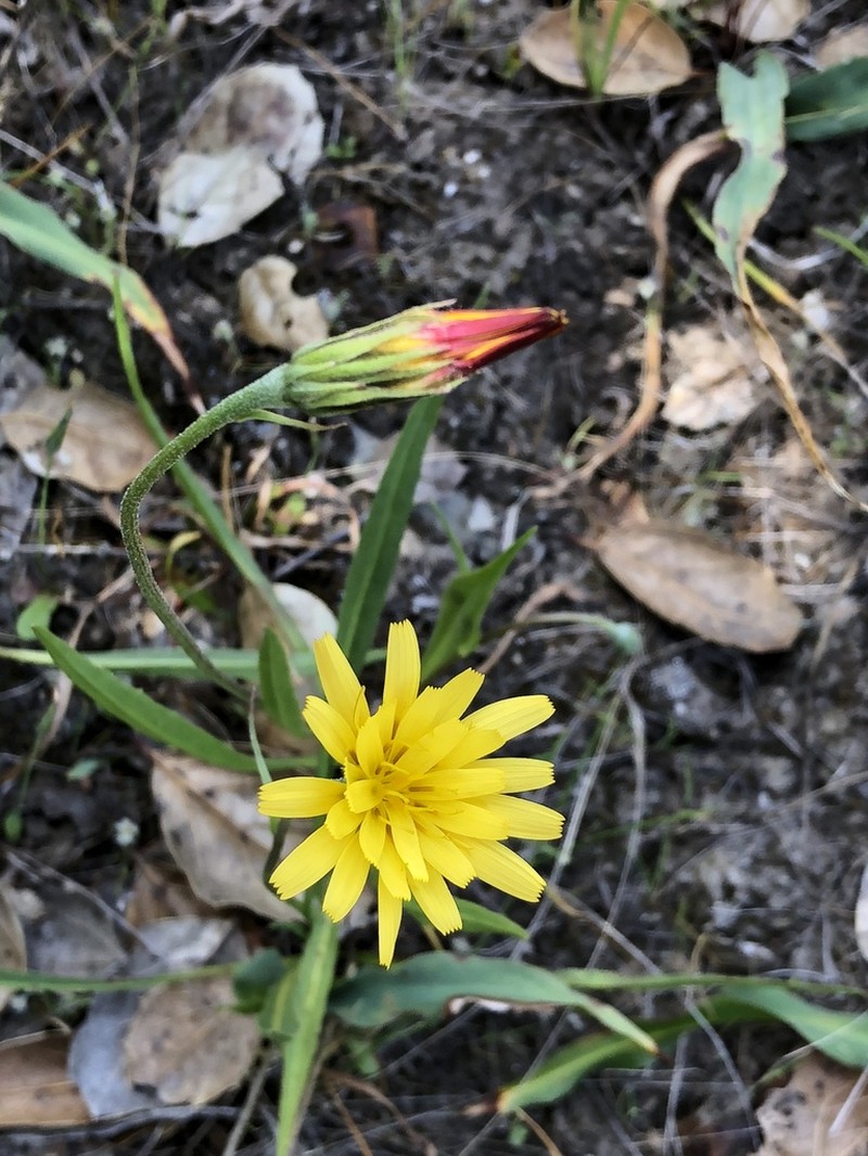 Marsh Silverpuffs photo 6