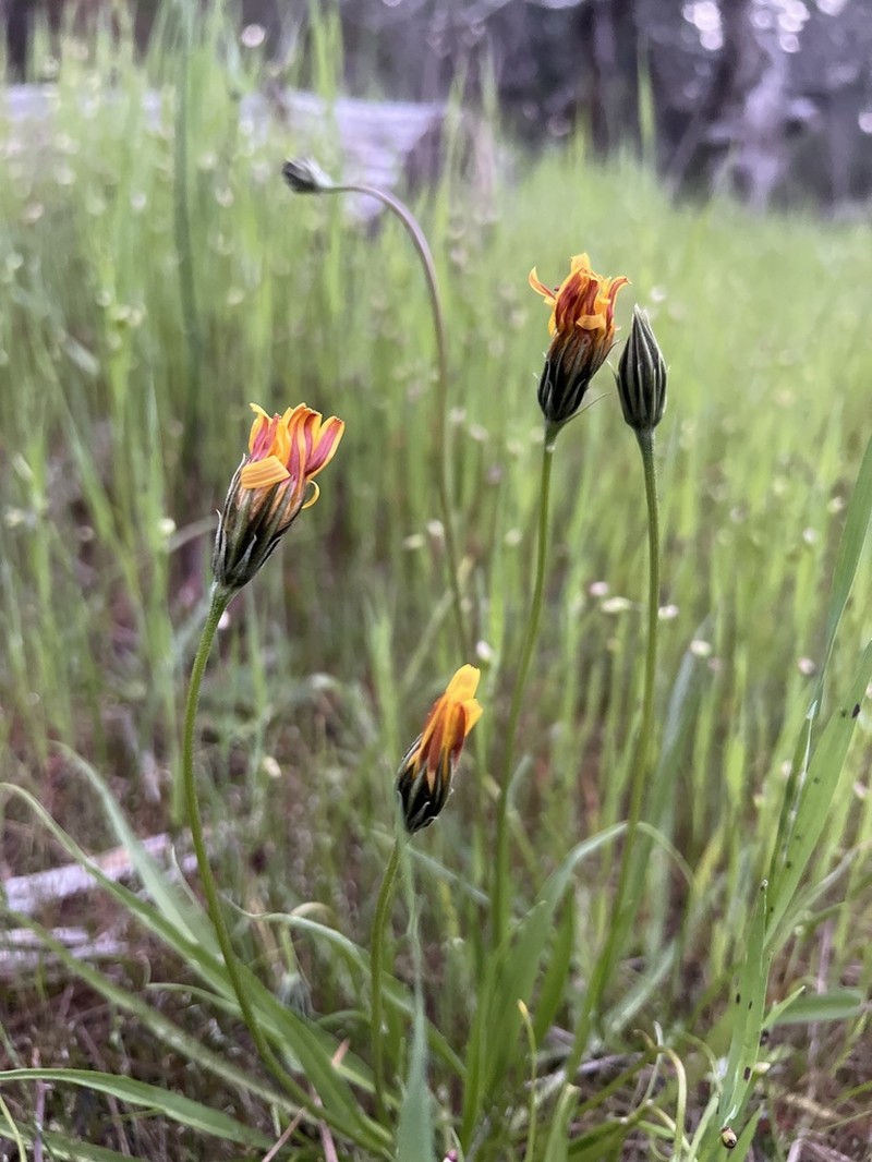 Marsh Silverpuffs photo 7
