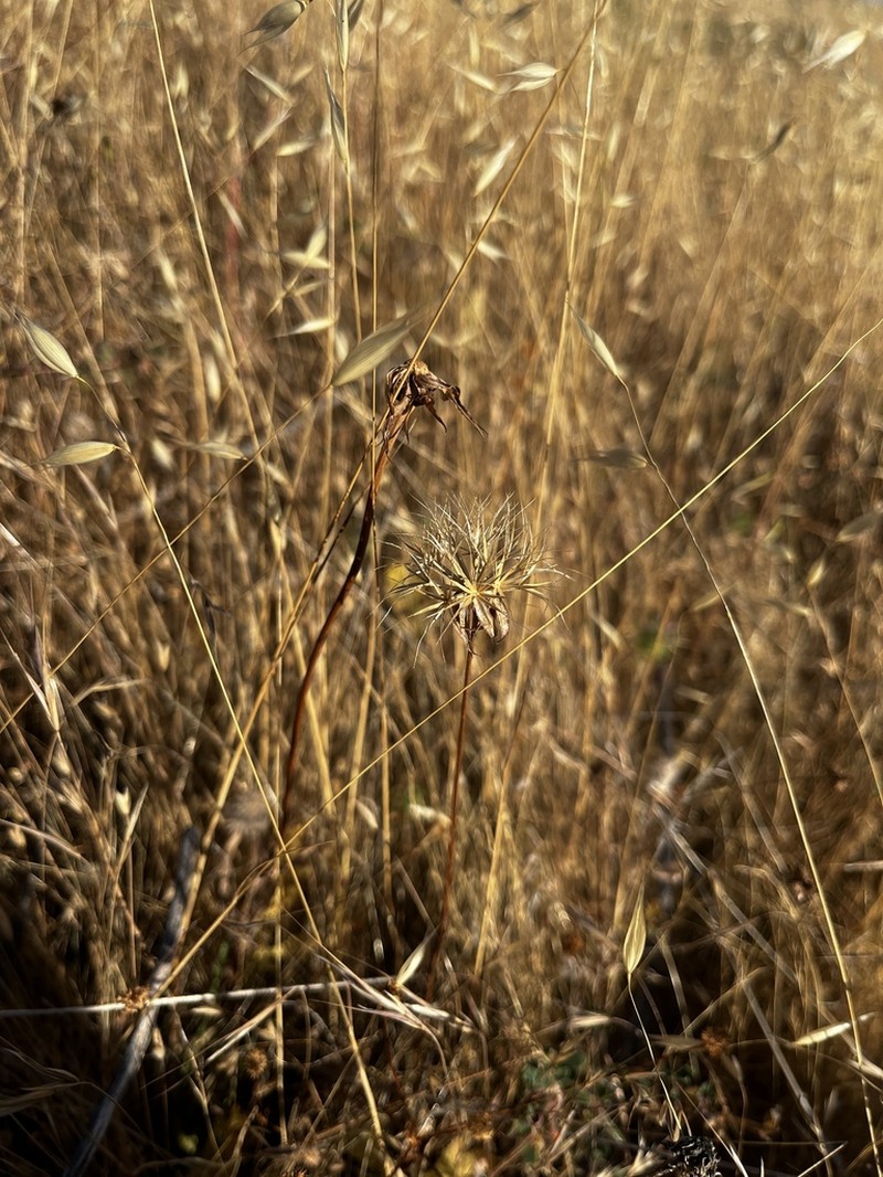 Sylvan Scorzonella photo 3