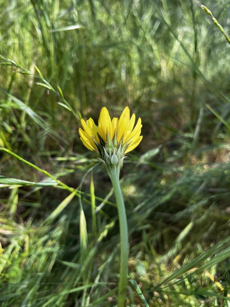 Sylvan Scorzonella photo 4