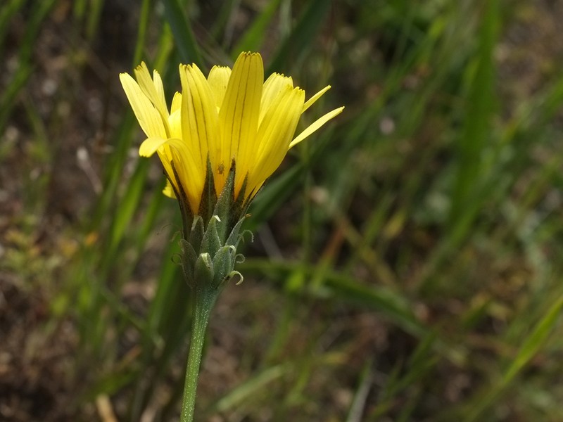 Sylvan Scorzonella photo 5