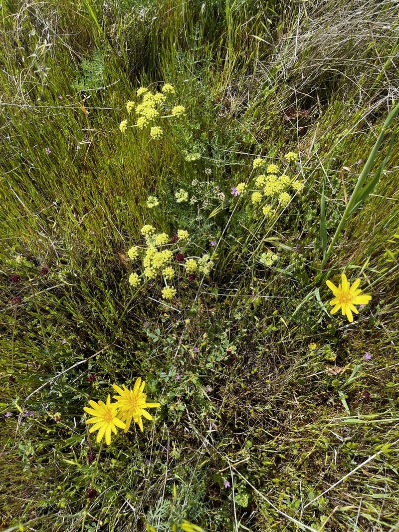 Sylvan Scorzonella photo 6