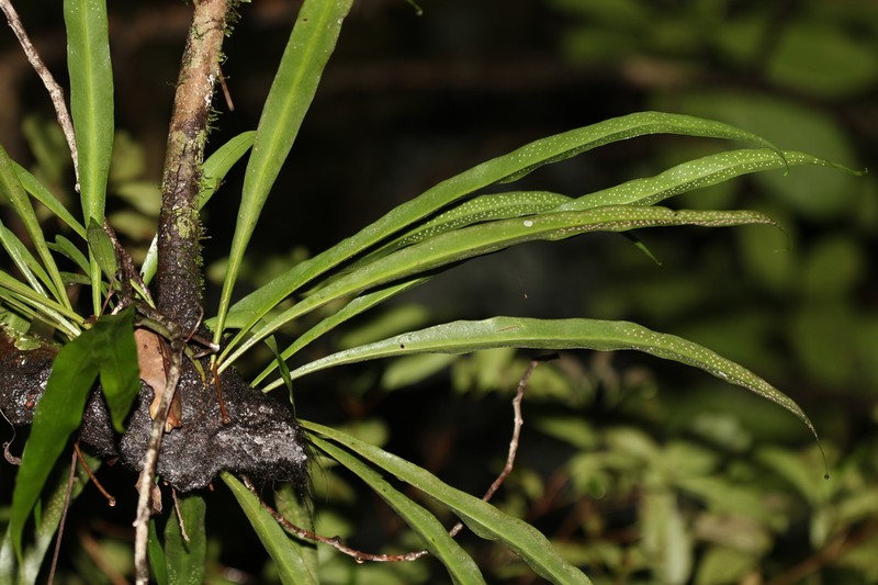 Microsorum australiense