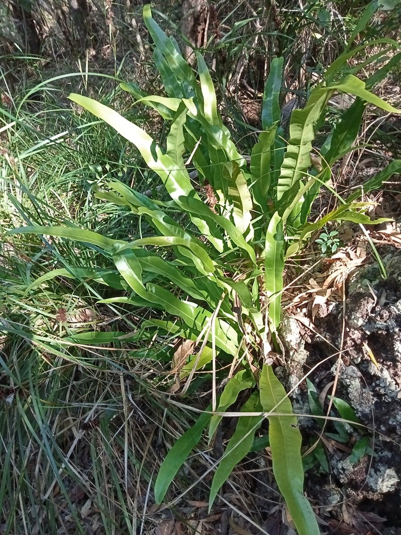 Microsorum australiense photo 3