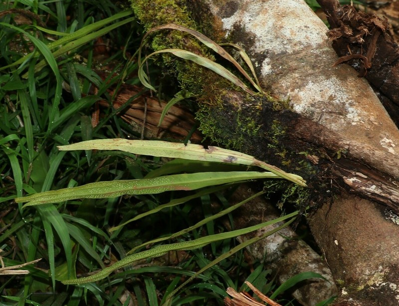 Microsorum australiense photo 4