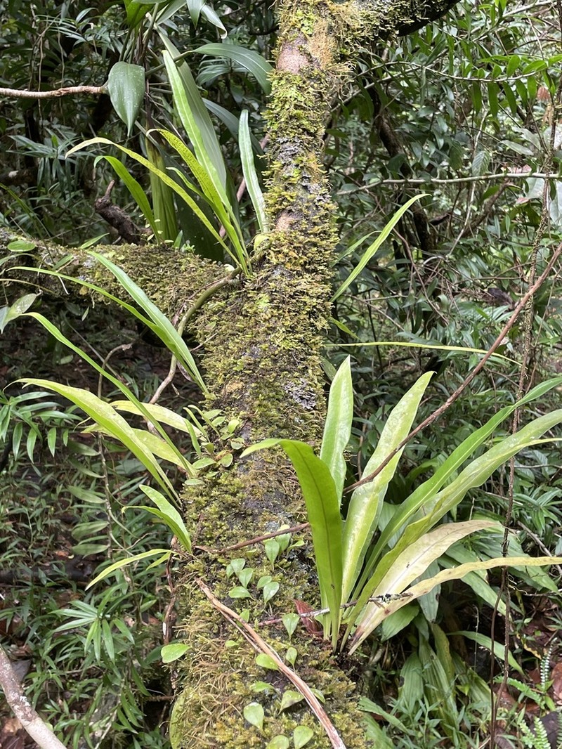 Microsorum australiense photo 5