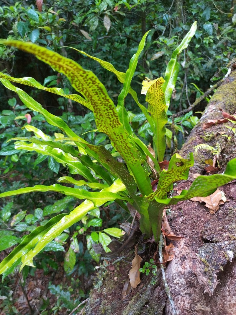 Microsorum australiense photo 7
