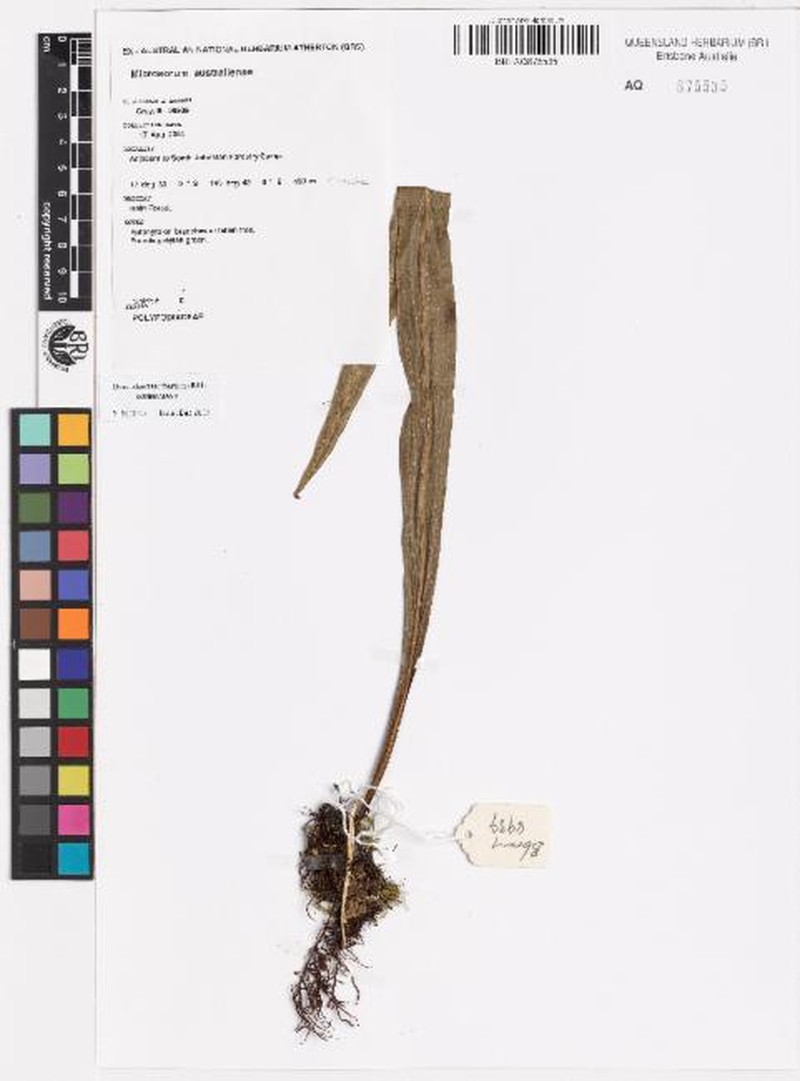 Microsorum australiense photo 8