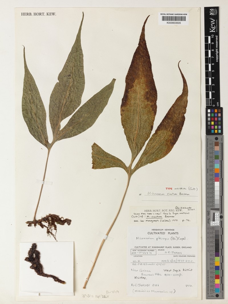 Microsorum cinctum