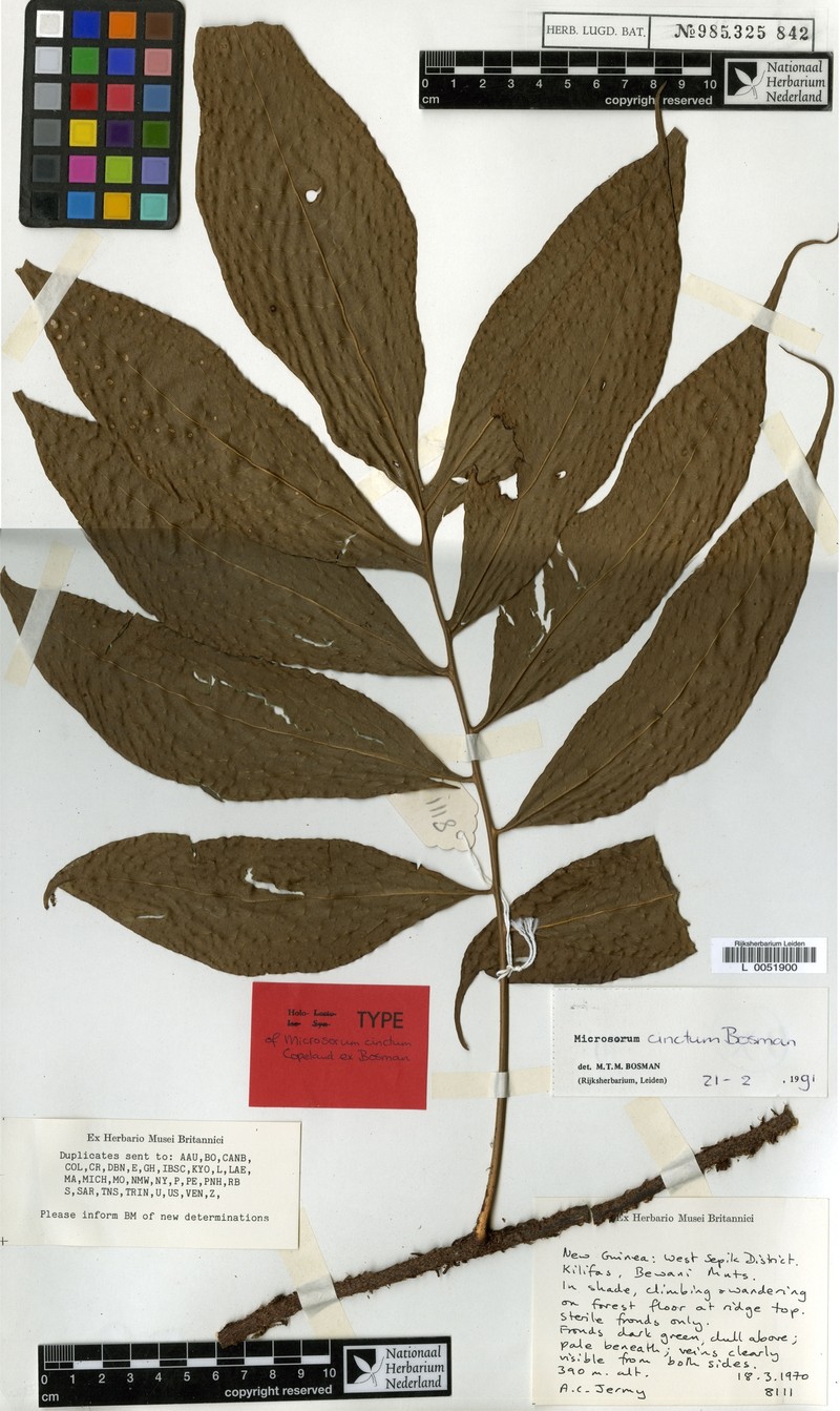 Microsorum cinctum photo 2