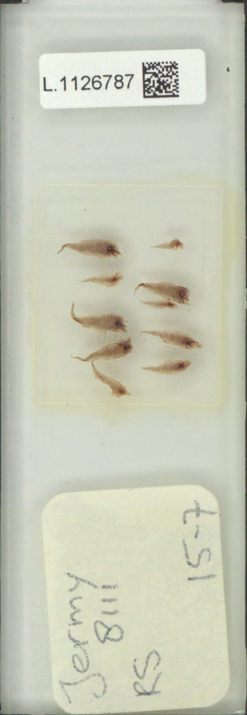 Microsorum cinctum photo 3