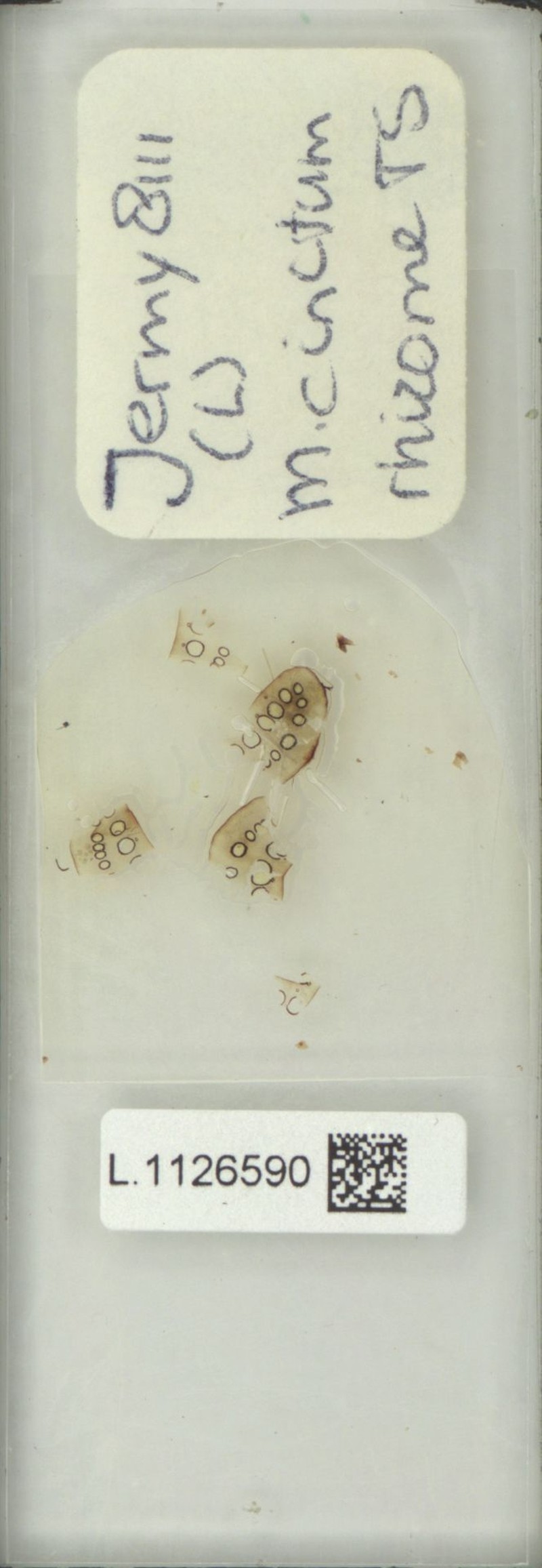 Microsorum cinctum photo 4