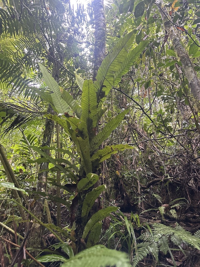Microsorum congregatifolium