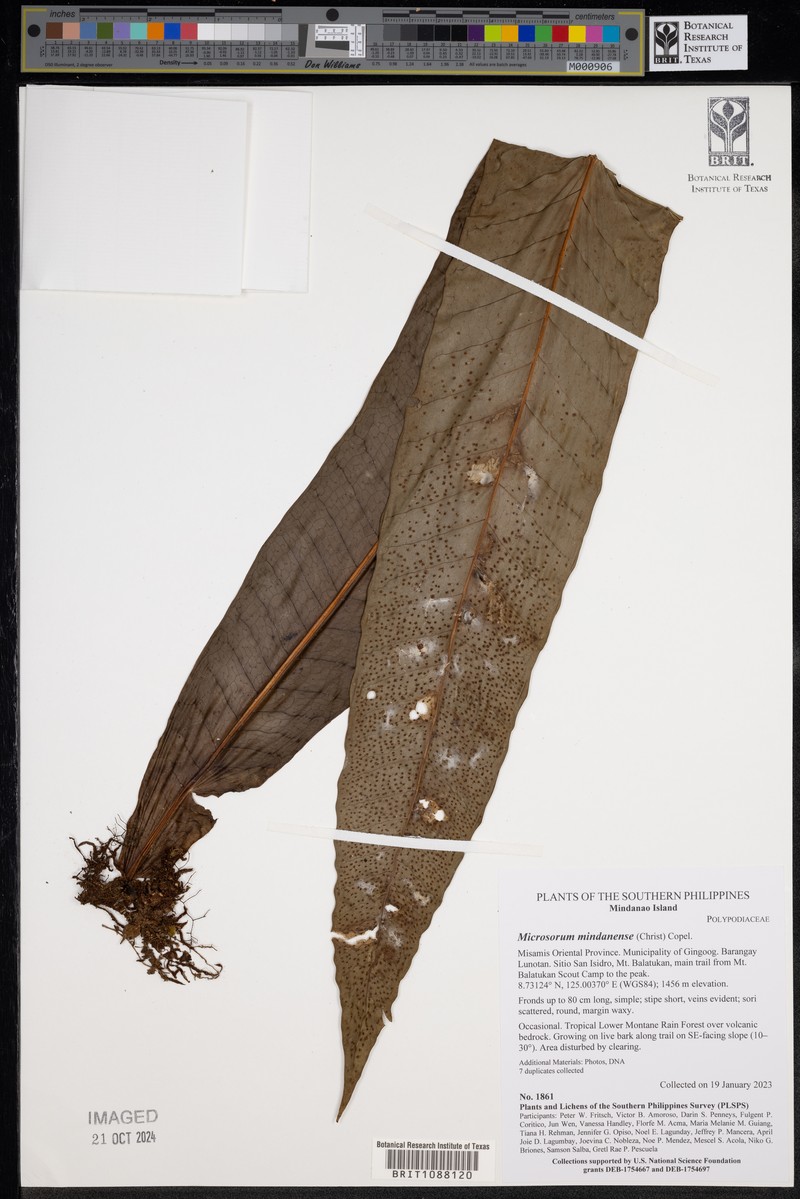 Microsorum congregatifolium photo 2