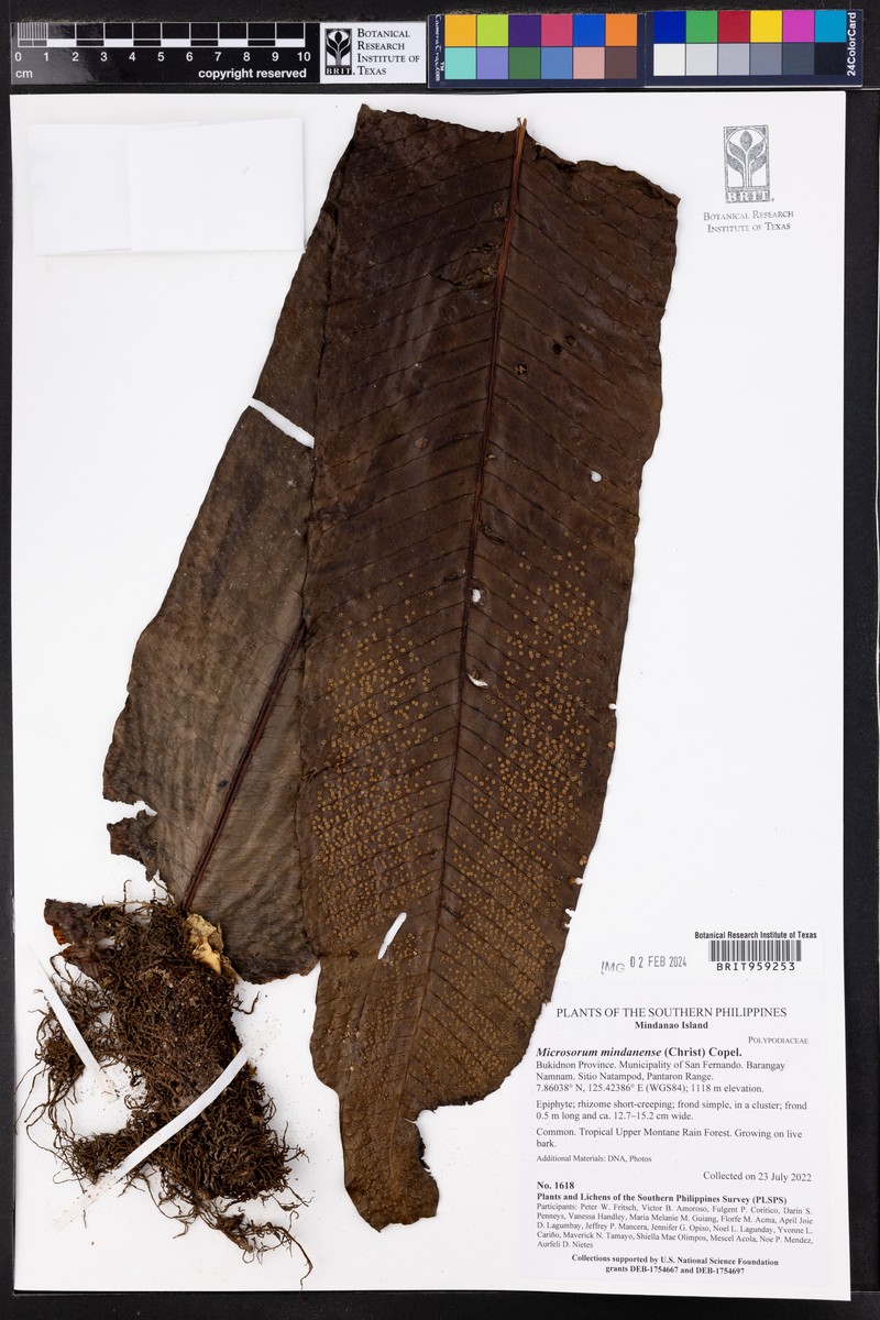 Microsorum congregatifolium photo 3