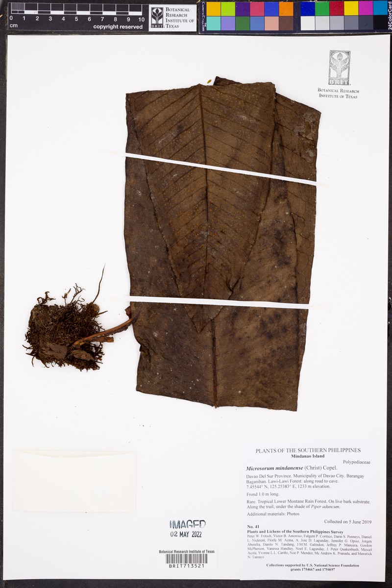 Microsorum congregatifolium photo 4